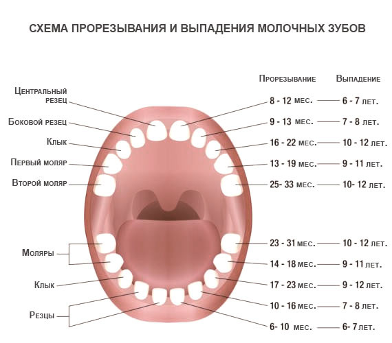 Температура на фоне прорезывания зубов