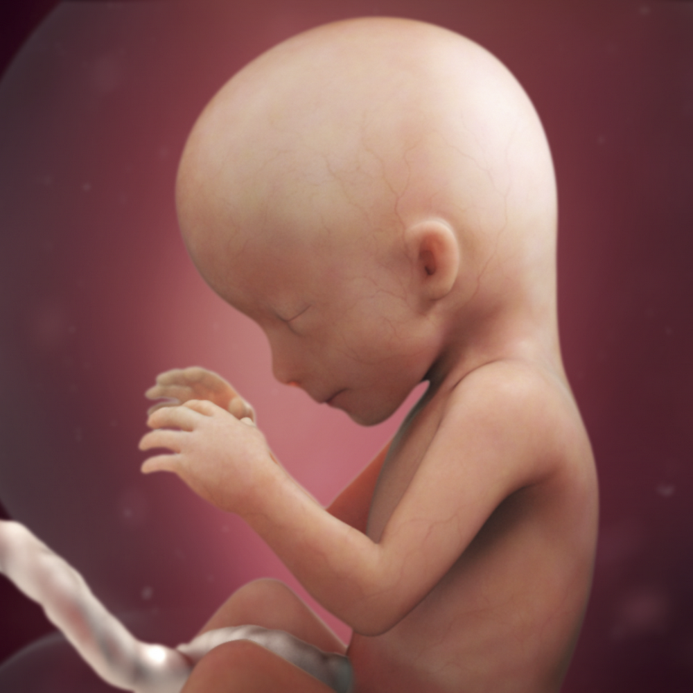 16 Недель беременности фото плода. Плод ребенка в 16 недель беременности фото. Зародыш на 16 неделе беременности. Эмбрион на 16 неделе беременности фото.