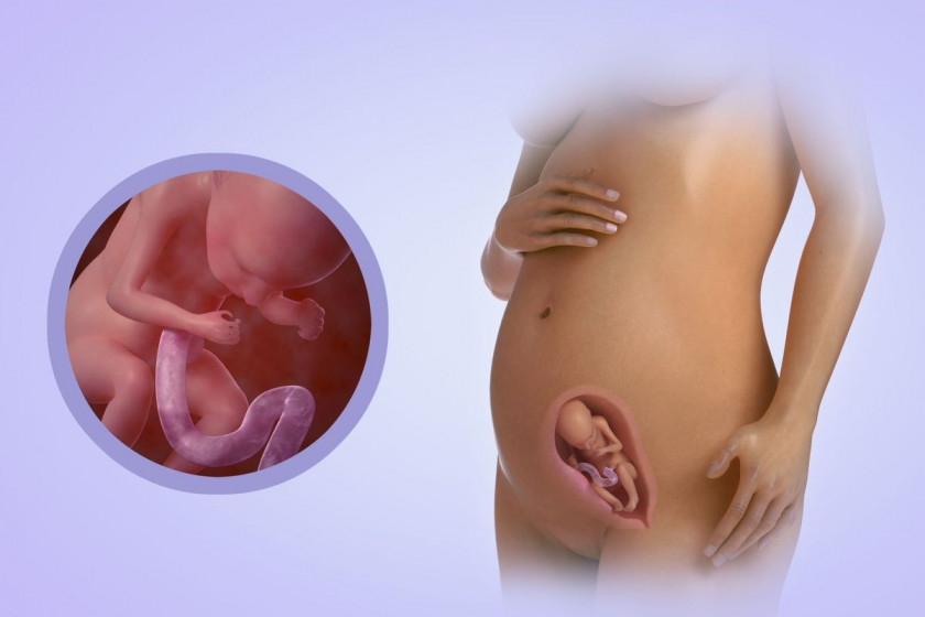 Фото развитие ребенка в утробе матери по неделям в картинках thumbnail