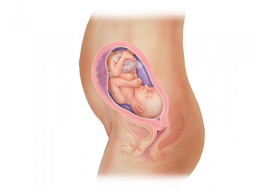 Фото развития ребенка при беременности фото всей недель thumbnail