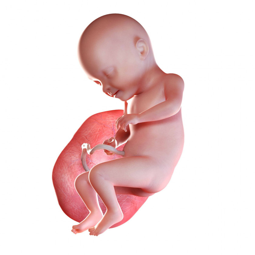 Развитие ребенка по месяцам в утробе матери картинки