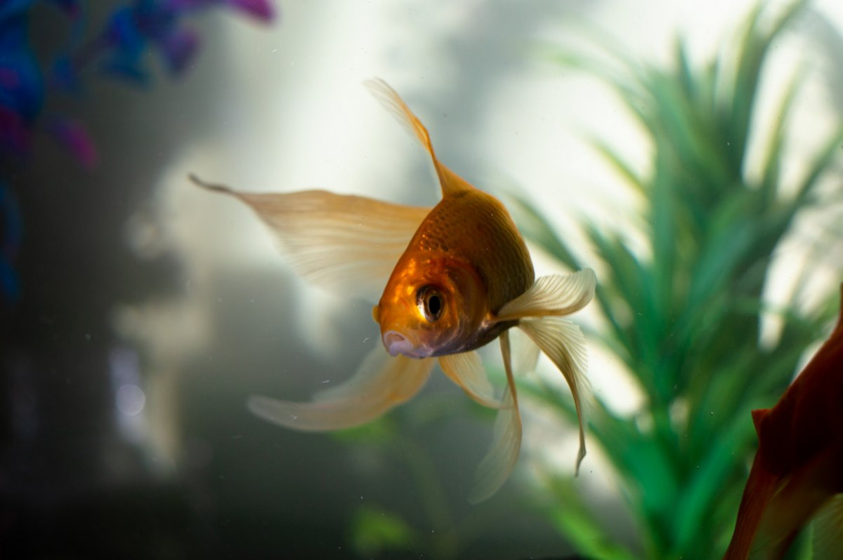 Золотая рыбка дома