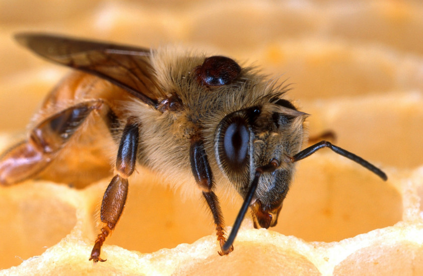 Бывает ли аллергия на пчел