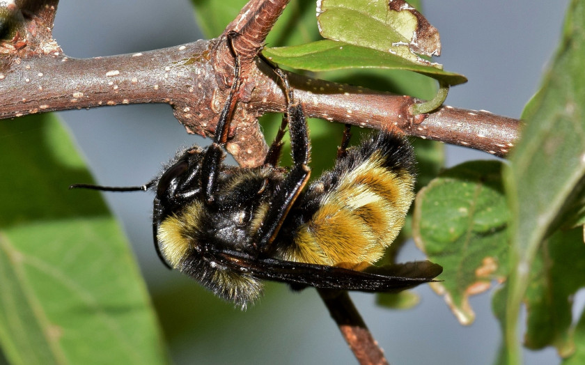 Как распознать аллергию на пчел