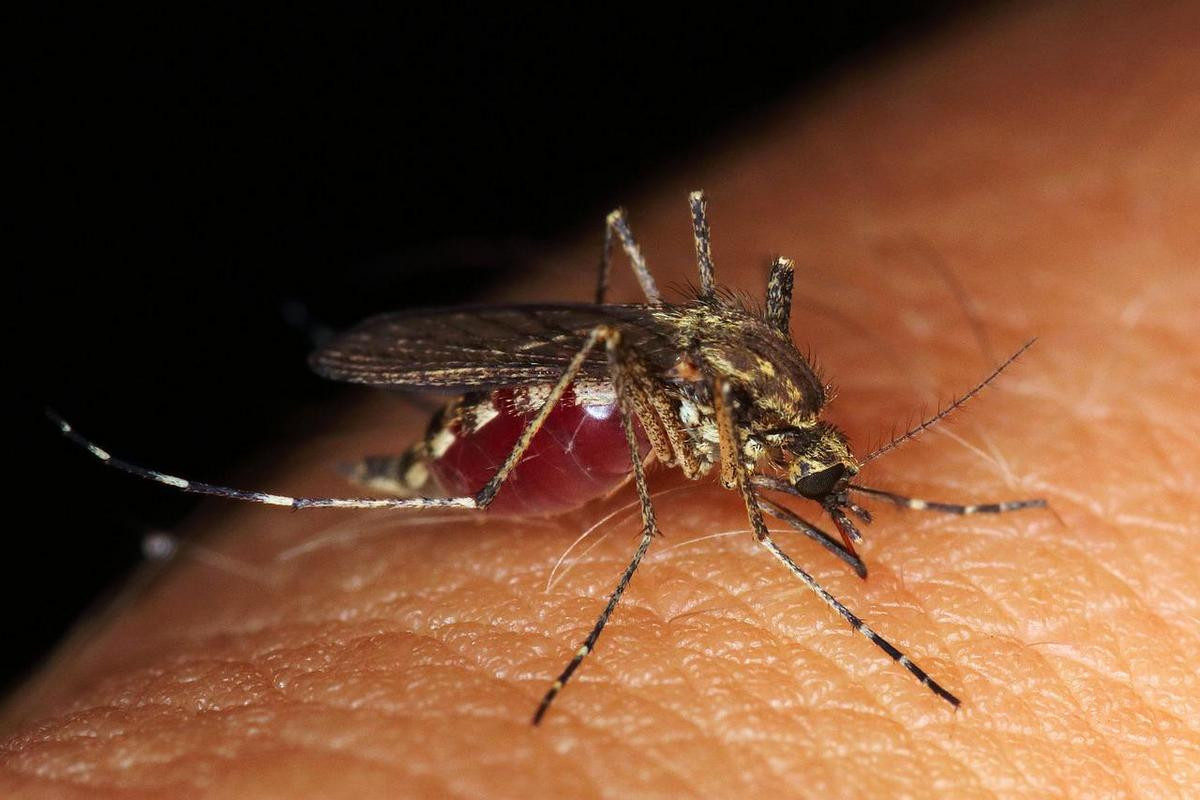 Почему кусают комары?